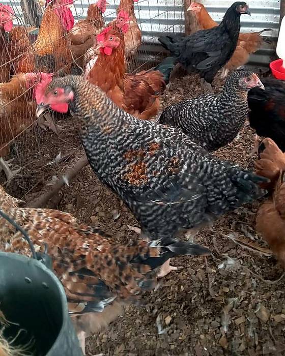Close view of barred and brown kienyeji hens