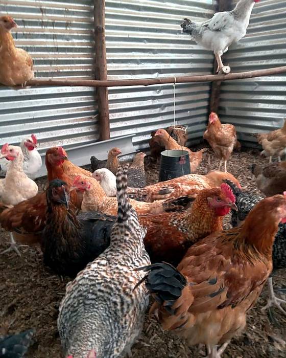 Hens on perches and around the feeder